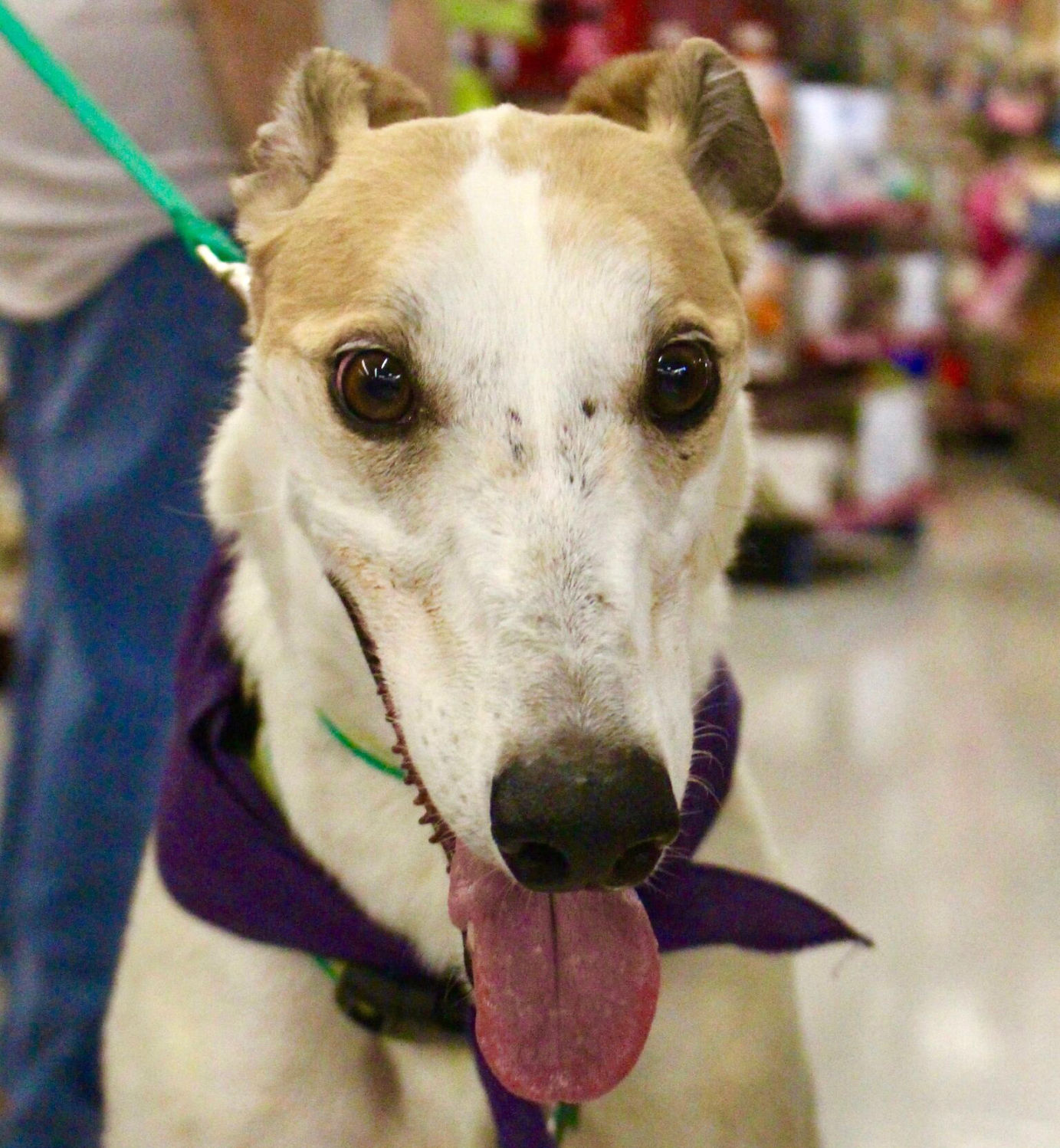 Adopt A Friend: Tracy